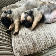 Pug - Both