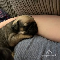 Pug - Both