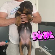 Rottweiler - Both