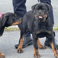 Rottweiler - Both