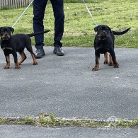 Rottweiler - Both