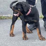 Rottweiler - Both