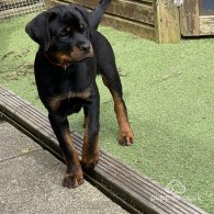 Rottweiler - Both