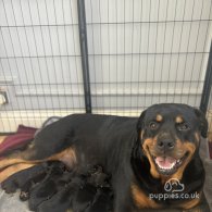 Rottweiler - Both