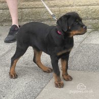 Rottweiler - Both