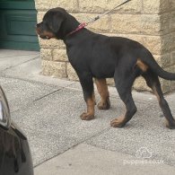 Rottweiler - Both