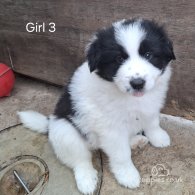 Border Collie - Both