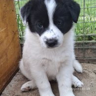 Border Collie - Both