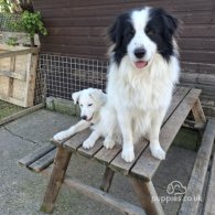 Border Collie - Both