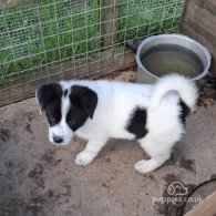 Border Collie - Both