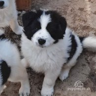 Border Collie - Both