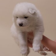 Samoyed - Both