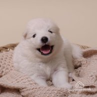 Samoyed - Both