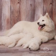 Samoyed - Both