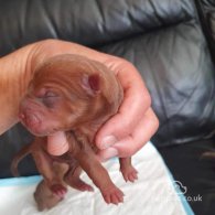 Shar Pei - Both