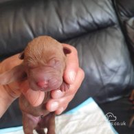 Shar Pei - Both