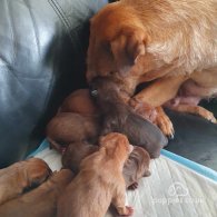 Shar Pei - Both