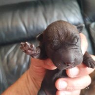 Shar Pei - Both