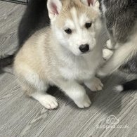 Siberian Husky - Both