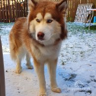 Siberian Husky