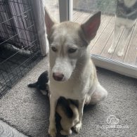 Siberian Husky - Bitches