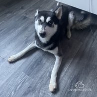 Siberian Husky - Bitches