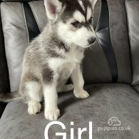 Siberian Husky - Bitches