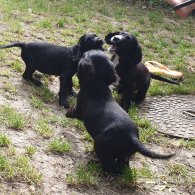 Sprocker Spaniel - Both