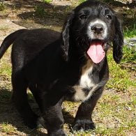 Sprocker Spaniel - Both