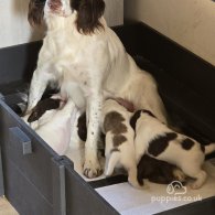 Sprocker Spaniel - Both