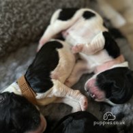 Sprocker Spaniel - Both