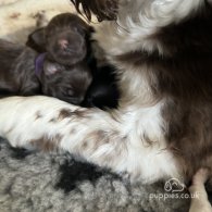 Sprocker Spaniel - Both