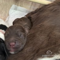 Sprocker Spaniel - Both