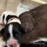 Sprocker Spaniel - Both