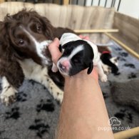 Sprocker Spaniel - Both