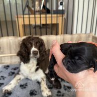 Sprocker Spaniel - Both