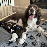 Sprocker Spaniel - Both