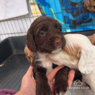 Sprocker Spaniel - Both