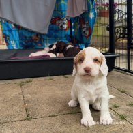 Sprocker Spaniel - Both