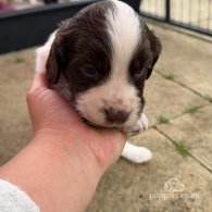 Sprocker Spaniel - Both