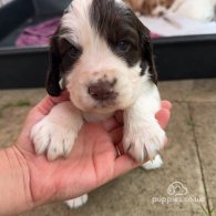 Sprocker Spaniel - Both