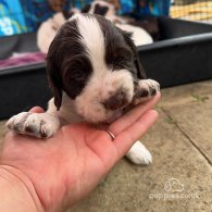 Sprocker Spaniel - Both