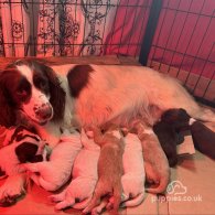 Sprocker Spaniel - Both