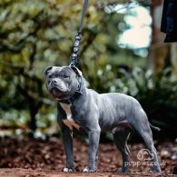 Staffordshire Bull Terrier - Both