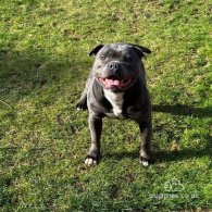 Staffordshire Bull Terrier - Both