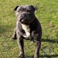 Staffordshire Bull Terrier - Both