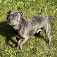 Staffordshire Bull Terrier - Both