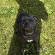 Staffordshire Bull Terrier - Both