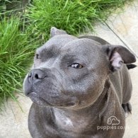 Staffordshire Bull Terrier - Both