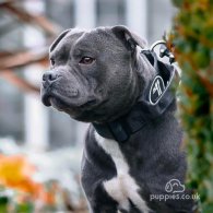 Staffordshire Bull Terrier - Both